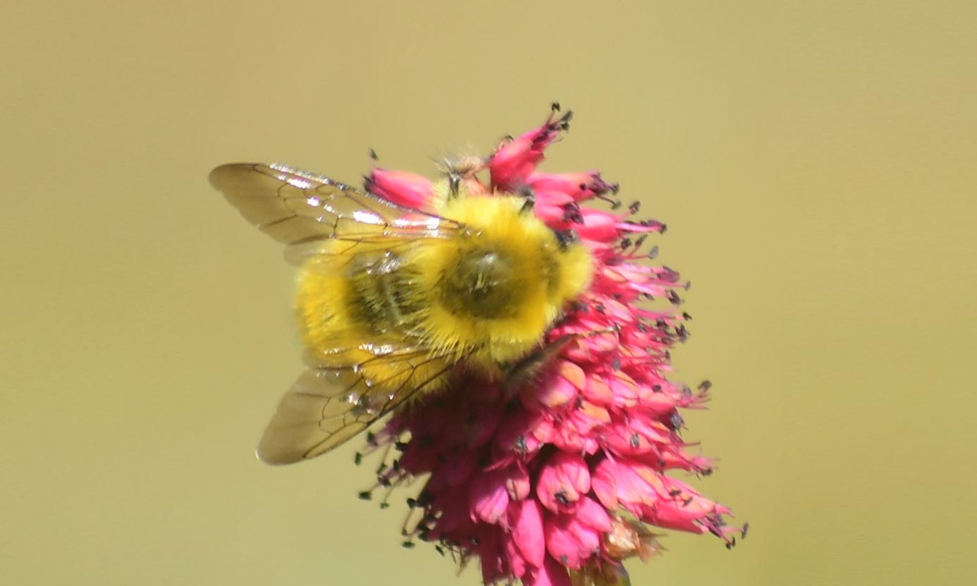 Nepal Pollinator Network